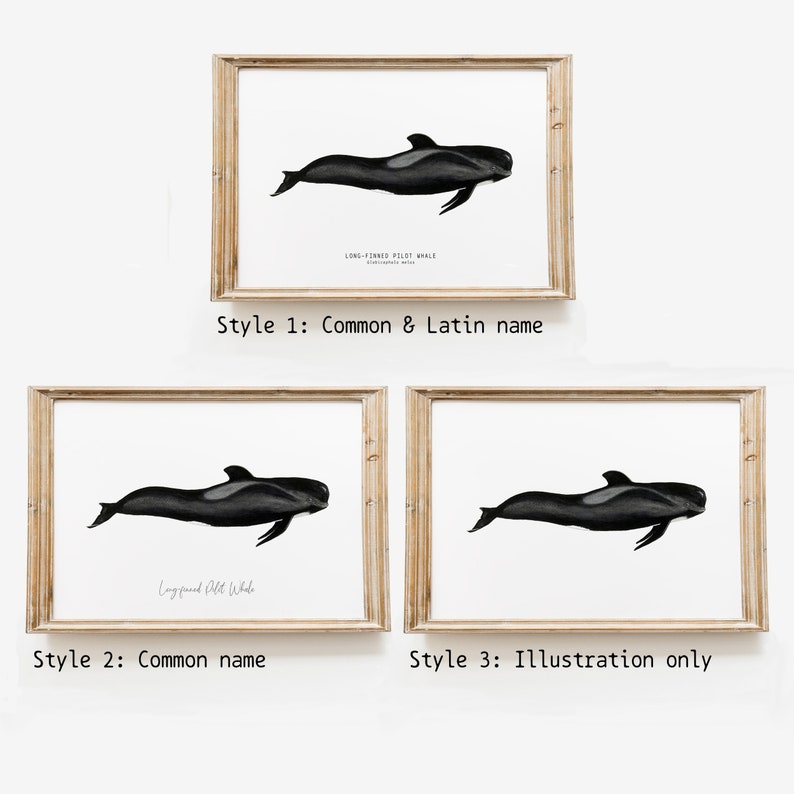 Long-finned Pilot Whale watercolor art From our 'Toothed Whales' series Great for the bedroom or nursery image 4