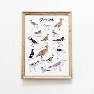 Decorazione da parete Shorebirds / Stampa ad acquerello / Arte da parete per vivaio naturale / Decorazione da spiaggia / Poster Montessori / Stampe per bambini / Regalo per gli amanti degli uccelli
