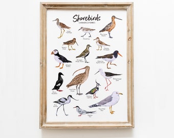 Shorebirds Wall Decor | Watercolor Print | Natural Nursery Wall Art | Beach Decor | Montessori Poster | Prints For Kids | Bird Lover Gift