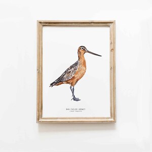 Uferschnepfe | Maritime Wohnkultur | Ozean Wand Kunst | Geschenk für Vogelliebhaber | Kinderzimmer Wanddeko | Badezimmer Poster | Kinder Kunst