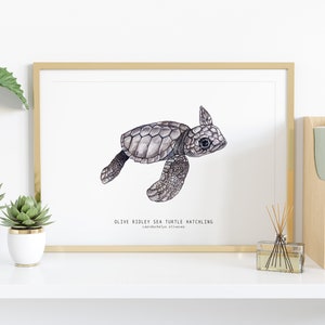 Olive Ridley sea turtle hatchling Lepidochelys olivacea art print watercolor nature wall nursery, living, bedroom, home décor poster image 2