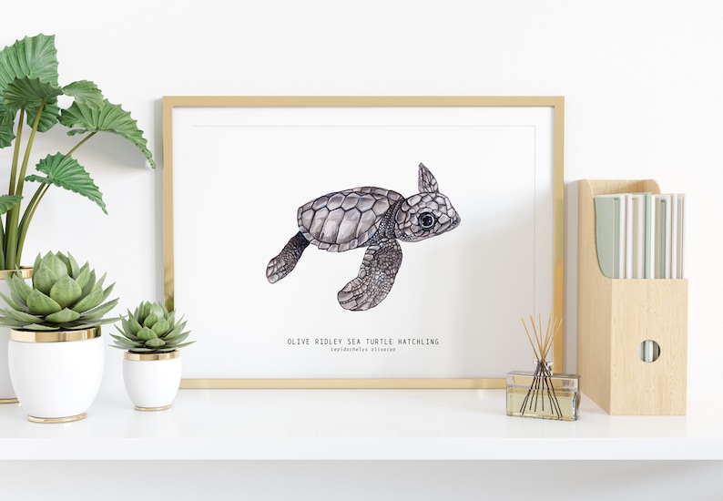 Olive Ridley sea turtle hatchling Lepidochelys olivacea art print watercolor nature wall nursery, living, bedroom, home décor poster image 2