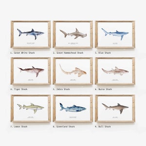 May include: A set of nine watercolor illustrations of different shark species, each framed in a light wood frame. The illustrations are labeled with the shark's common name, including Great White Shark, Great Hammerhead Shark, Blue Shark, Tiger Shark, Zebra Shark, Nurse Shark, Lemon Shark, Greenland Shark, and Bull Shark.