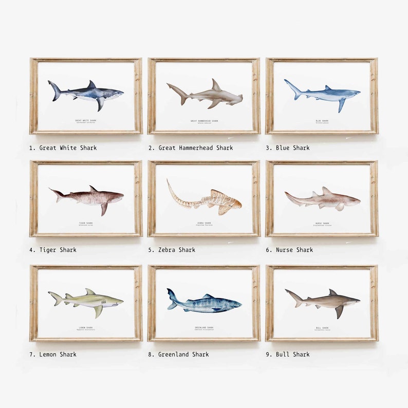 May include: A set of nine watercolor illustrations of different shark species, each framed in a light wood frame. The illustrations are labeled with the shark's common name, including Great White Shark, Great Hammerhead Shark, Blue Shark, Tiger Shark, Zebra Shark, Nurse Shark, Lemon Shark, Greenland Shark, and Bull Shark.