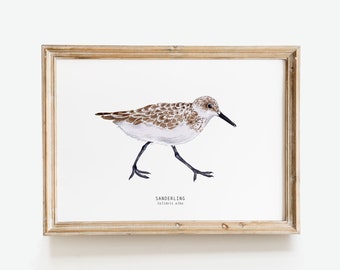 Sanderling watercolour bird print | Nautical home decor | Housewarming gift | Nursery wall art | Office artwork | Nature wall decor