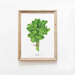 Basil herb print | Watercolor herb wall art | Kitchen wall decor | Housewarming gift | Unique birthday gift | Educational gardening gift