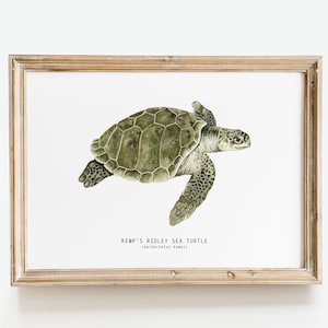 Kemp&#39;s Ridley sea turtle print | Lepidochelys kempii watercolor art | turtles, ocean lover wall décor | nursery, living room girls gifts
