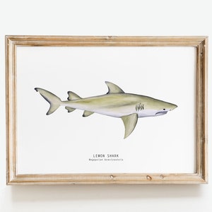 Lemon Shark nature print | shark dining room wall art | nautical home décor gift | Montessori nursery wall prints | Negaprion brevirostris