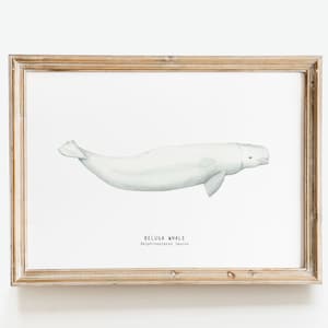 Beluga Whale watercolor wall art | home decor prints | whale nursery art | kids room decor | dorm decor