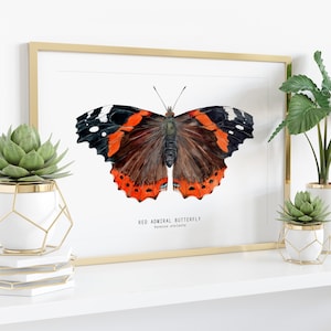 Red Admiral butterfly art print Vanessa atalanta watercolor wall décor bedroom, bathroom art poster living room, nursery, animal gift image 3