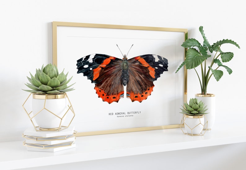 Red Admiral butterfly art print Vanessa atalanta watercolor wall décor bedroom, bathroom art poster living room, nursery, animal gift image 3