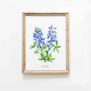 Bluebonnet watercolor art print | Texas state flower wall prints | Bluebonnets botanical décor | Texas pride, Texas love | Floral poster