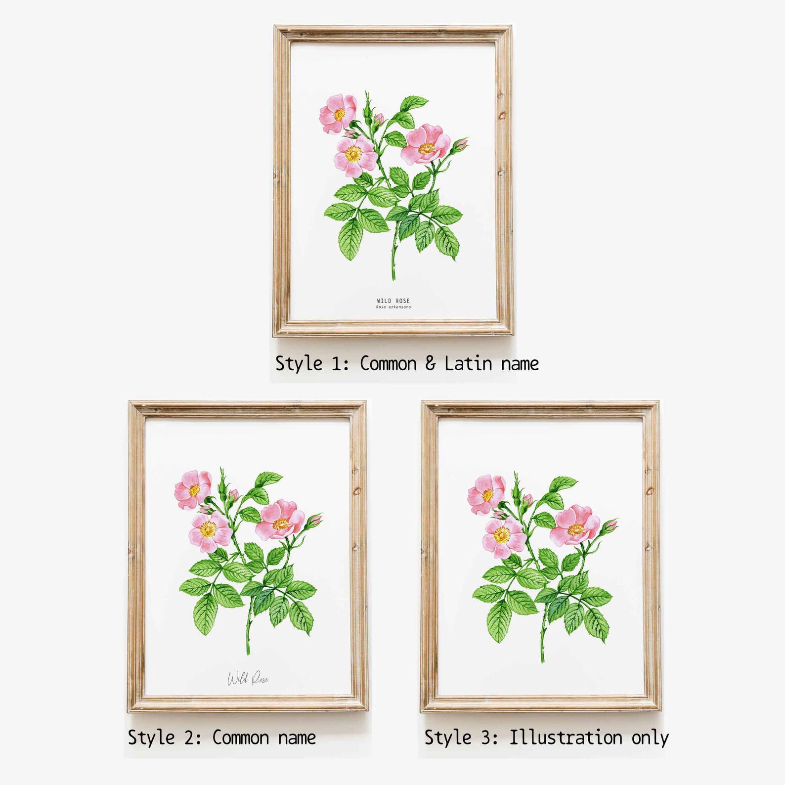 Wild Prairie Rose Watercolour Art Print | Iowa and North Dakota State ...