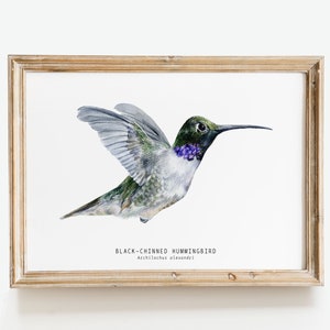 Black-chinned Hummingbird watercolor fine art print | bird lover poster | nature wall art | hummingbirds home décor | Archilochus alexandri