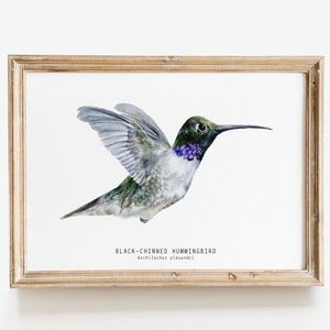 Black-chinned Hummingbird watercolor fine art print bird lover poster nature wall art hummingbirds home décor Archilochus alexandri image 1