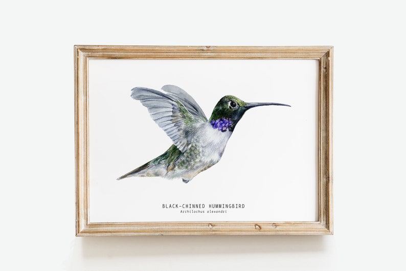 Black-chinned Hummingbird watercolor fine art print bird lover poster nature wall art hummingbirds home décor Archilochus alexandri image 1