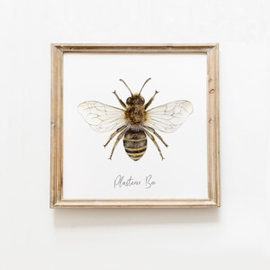 May include: A framed illustration of a plasterer bee, a type of solitary bee, with the text "Plasterer Bee" below the image.