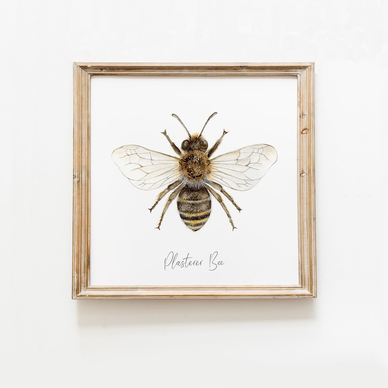 May include: A framed illustration of a plasterer bee, a type of solitary bee, with the text "Plasterer Bee" below the image.