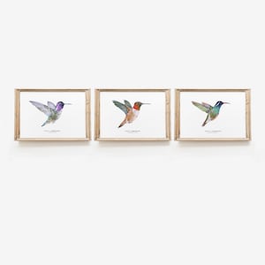 Set di 3 stampe di colibrì ad acquerello / decorazioni murali per soggiorno, sala da pranzo, camera da letto, bagno / regali da fattoria per amanti degli uccelli