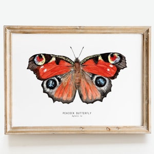 Peacock butterfly watercolor art print | Aglais io - European butterflies poster gift | living room wall fine art | insect themed home décor