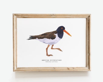 American Oystercatcher watercolour bird art | Original wall decor | Children's room wall art | Bedroom prints | Gift for bird lover