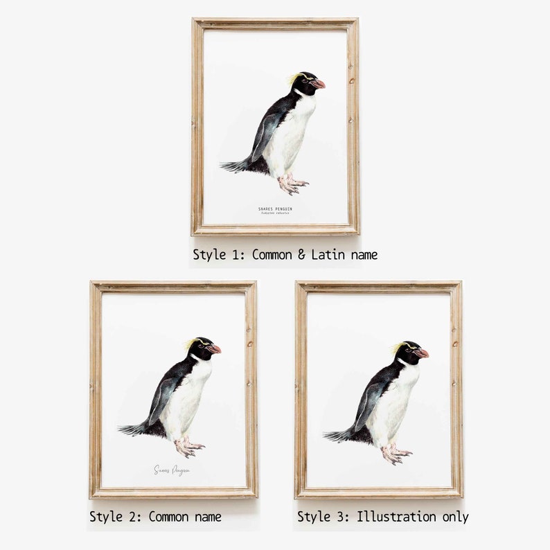 Snares penguin print dining room nature gallery wall art nautical beach home décor gift cute penguins nursery Eudyptes robustus image 7