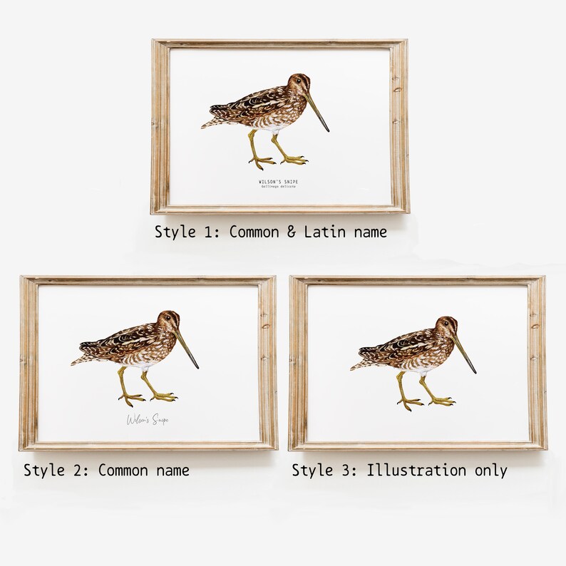 Wilson's Snipe bird wall art Bird lover's gift Watercolour beach house decor Nursery wall decor Bedroom wall art Educational print image 7