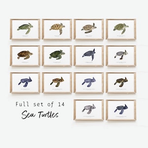 Juego de 14 impresiones de acuarela de tortugas marinas / juego de regalo de arte mural / impresión de bellas artes / amante de las tortugas bebés / baño, dormitorio, sala de estar, guardería
