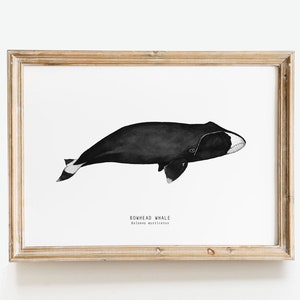 May include: A framed black and white illustration of a bowhead whale, with the text "BOWHEAD WHALE Balaena mysticetus" below the image.