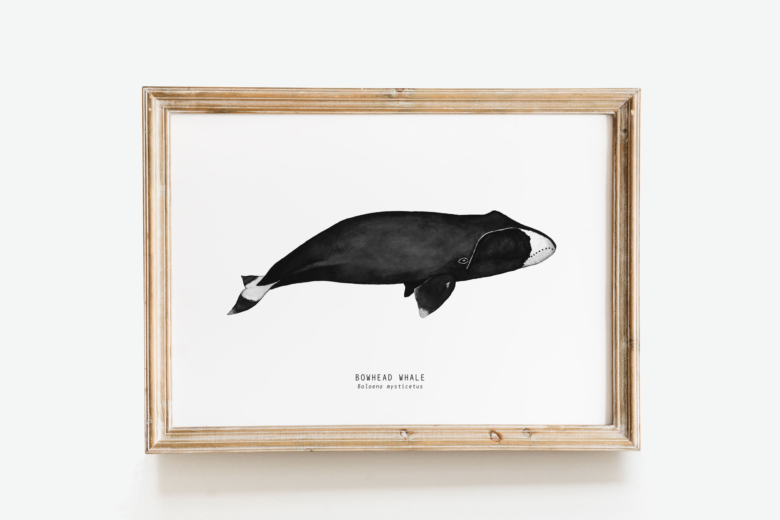 ホッキョククジラのファインアートプリント | クジラの水彩画プリント