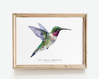 Ruby-throated Hummingbird watercolor fine art print | bird lover gift | wall art | hummingbirds décor | Ruby throat Archilochus colubris