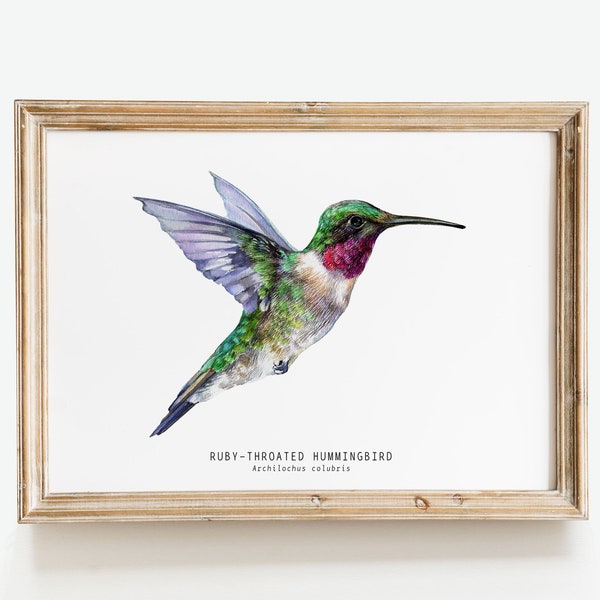 Ruby-throated Hummingbird watercolor fine art print | bird lover gift | wall art | hummingbirds décor | Ruby throat Archilochus colubris