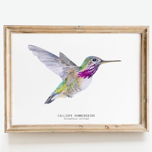 Calliope Hummingbird watercolor fine art print | bird lover poster gift | nature wall art | hummingbirds home décor | Selasphorus calliope