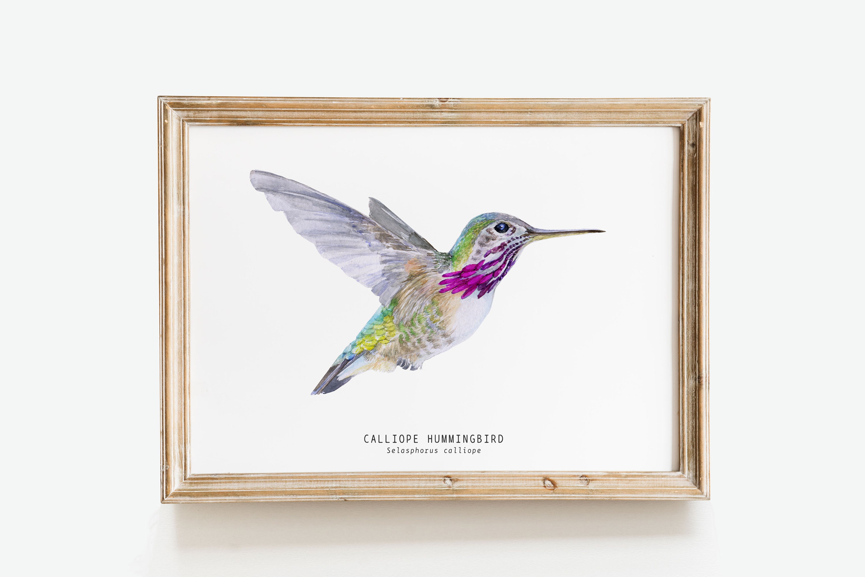 Calliope Hummingbird Watercolor Fine Art Print Bird Lover Etsy