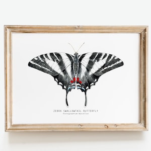 Zebra Schwalbenschwanz Kunstdruck Aquarell | Protographium marcellus Wandkunst | Schmetterling Wand dekor Mädchen | Kinderzimmer Poster Geschenke