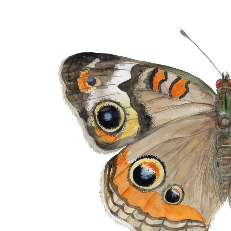 May include: A watercolor painting of a brown and orange butterfly with black and blue eyes. The butterfly's wings are spread open and the painting is done on a white background.