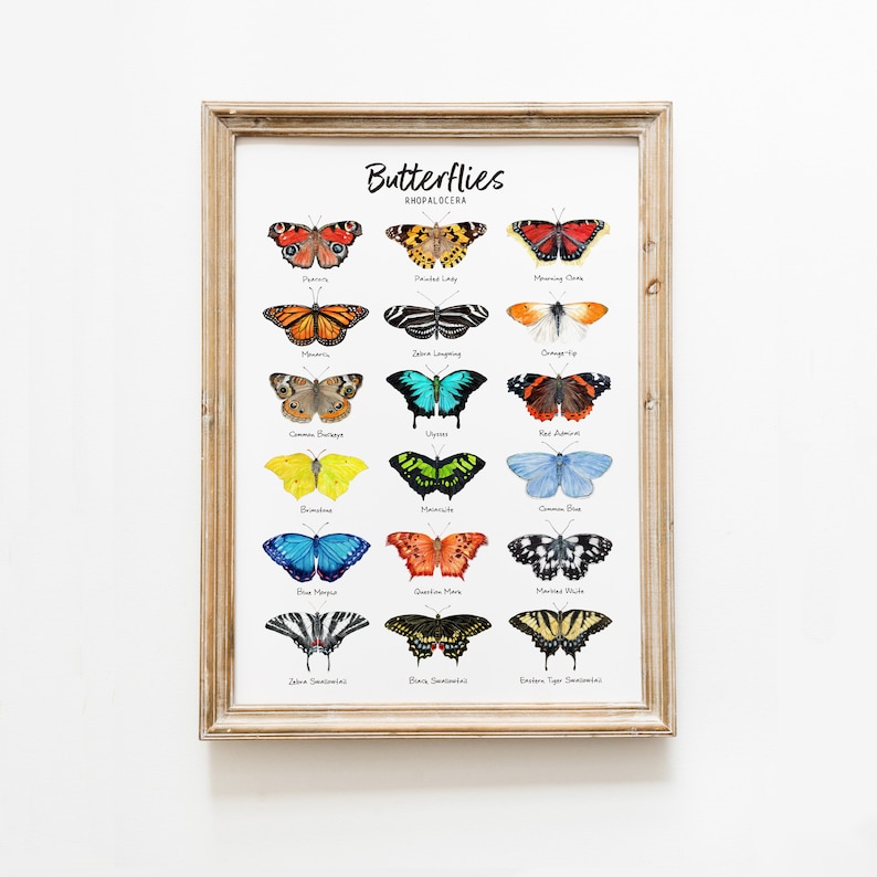 May include: A printable chart featuring 20 different types of butterflies with their common names. The butterflies are illustrated in watercolor and are arranged in rows of four. The chart is titled "Butterflies Rhopalocera".