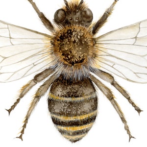 May include: A close-up of a bee with brown and yellow stripes, wings, and hairy legs. The bee is facing the camera with its wings spread out.