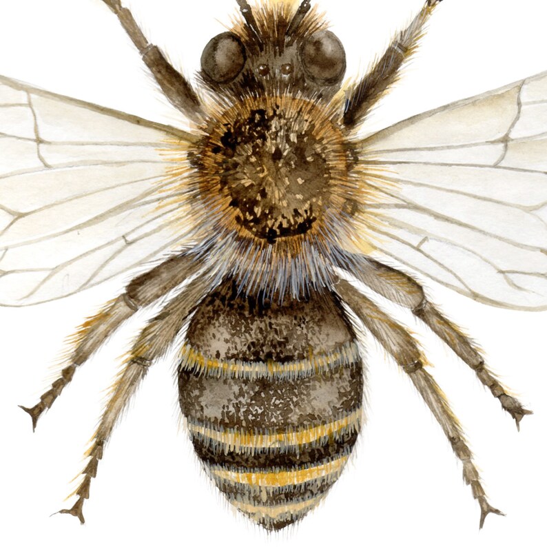 May include: A close-up of a bee with brown and yellow stripes, wings, and hairy legs. The bee is facing the camera with its wings spread out.