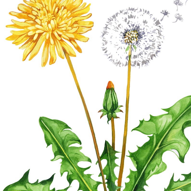 Dandelion wildflower nature print Floral kitchen dining room wall art Home flower art décor Taraxacum officinale dandelions image 9