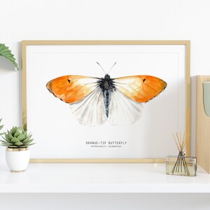 Orange-tip butterfly watercolor print Anthocharis cardamines wall art Housewarming fine art Butterfly lover gifts Home décor gift image 2