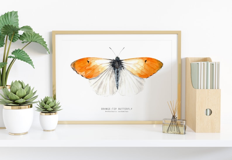 Orange-tip butterfly watercolor print Anthocharis cardamines wall art Housewarming fine art Butterfly lover gifts Home décor gift image 2