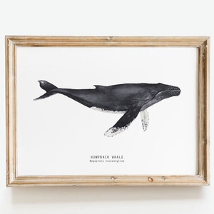 Humpback Whale wall art print | Whale decor | Humpback whale gift | Whale art prints | Nursery decor | Bedroom decor | Watercolor whale art