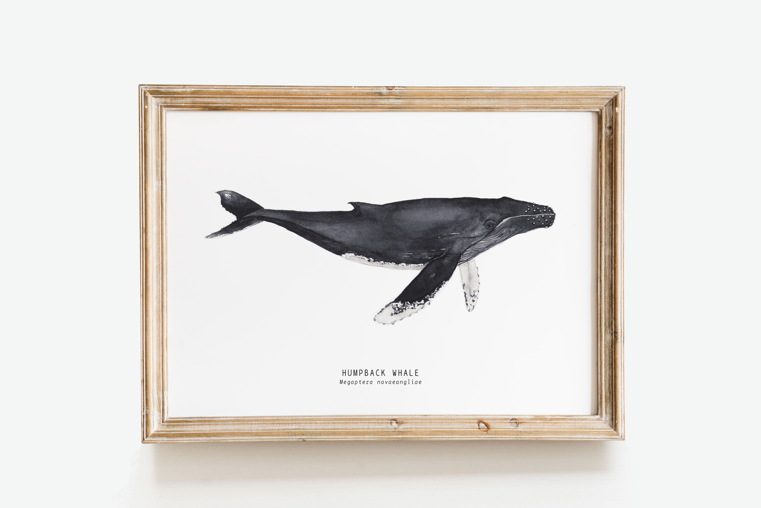 Humpback Whale Wall Art Print Whale Decor Humpback Whale Etsy Australia