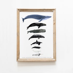 Whale sizes art print | Montessori materials | Homeschool poster | Classroom décor | Whale watercolor gift art | Learning resource chart