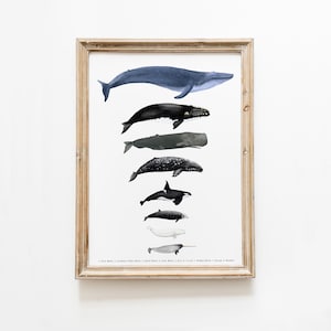 Impression d'art de la taille d'une baleine | Matériaux Montessori | Affiche d'école à la maison | Décoration de la classe | Art cadeau aquarelle baleine | Tableau des ressources d'apprentissage