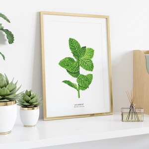 Spearmint herb print Kitchen decor herb print Homeschool educational wall art Watercolor gift idea Culinary poster Unique birthday image 3
