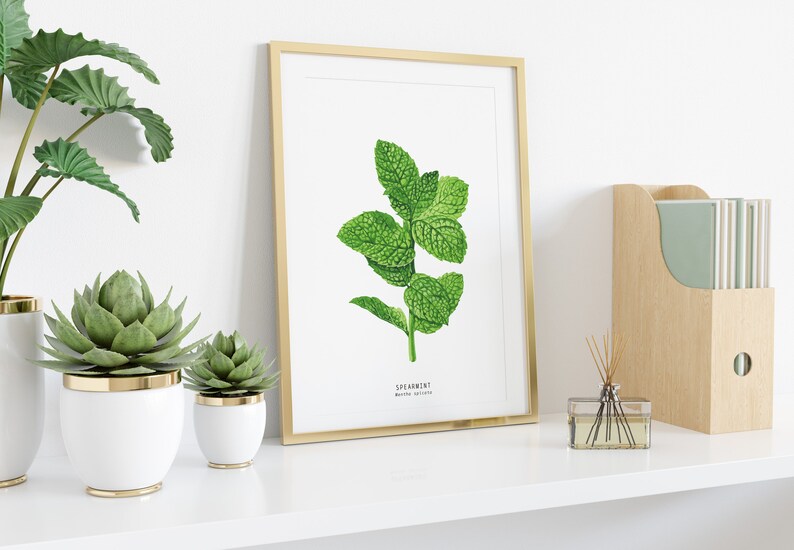 Spearmint herb print Kitchen decor herb print Homeschool educational wall art Watercolor gift idea Culinary poster Unique birthday image 3