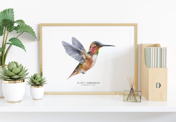 Kolibri Wandkunst Etsy Schweiz Wohndeko Fine Allens Print Kolibri Allen\'s Liebhaber Aquarell Allen sasin Art Poster Vogel - Selasphorus