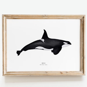 Orca watercolour print | Whale wall decor | Orca wall art | Nursery whale art | Whale bathroom decor | Gifts for whale lovers